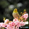 春メジロ10
