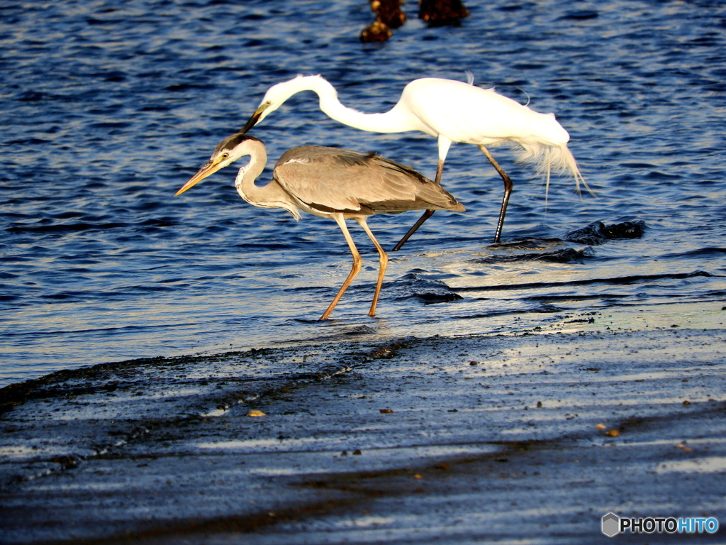 アオサギ・シラサギ①