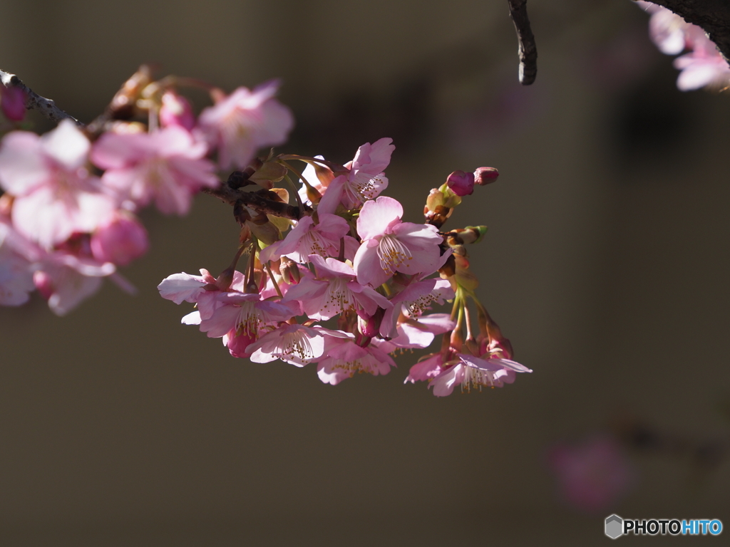 河津桜23-②