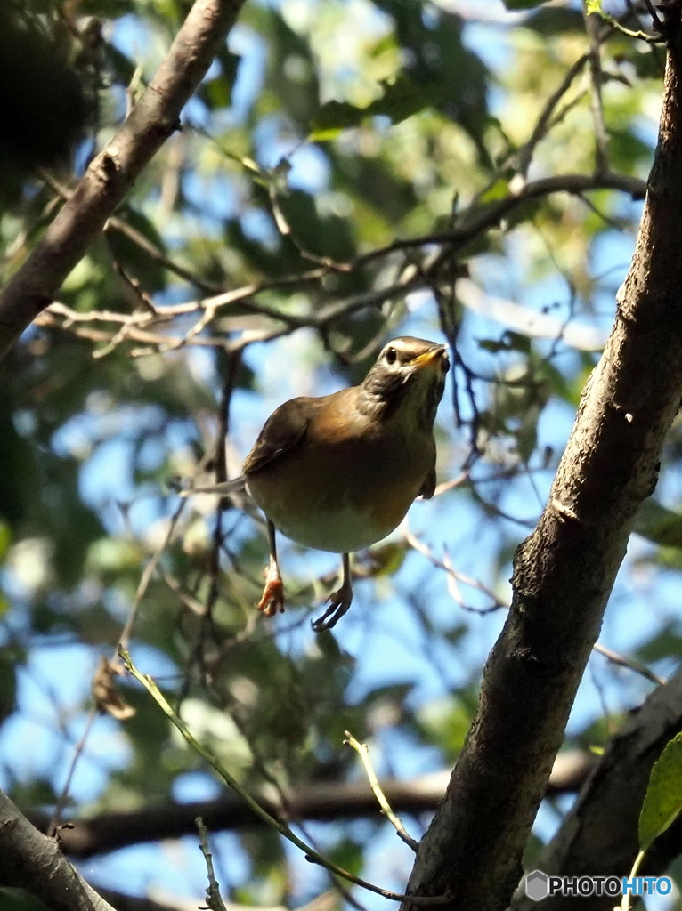 マミチャジナイ05