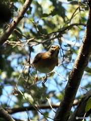 マミチャジナイ05