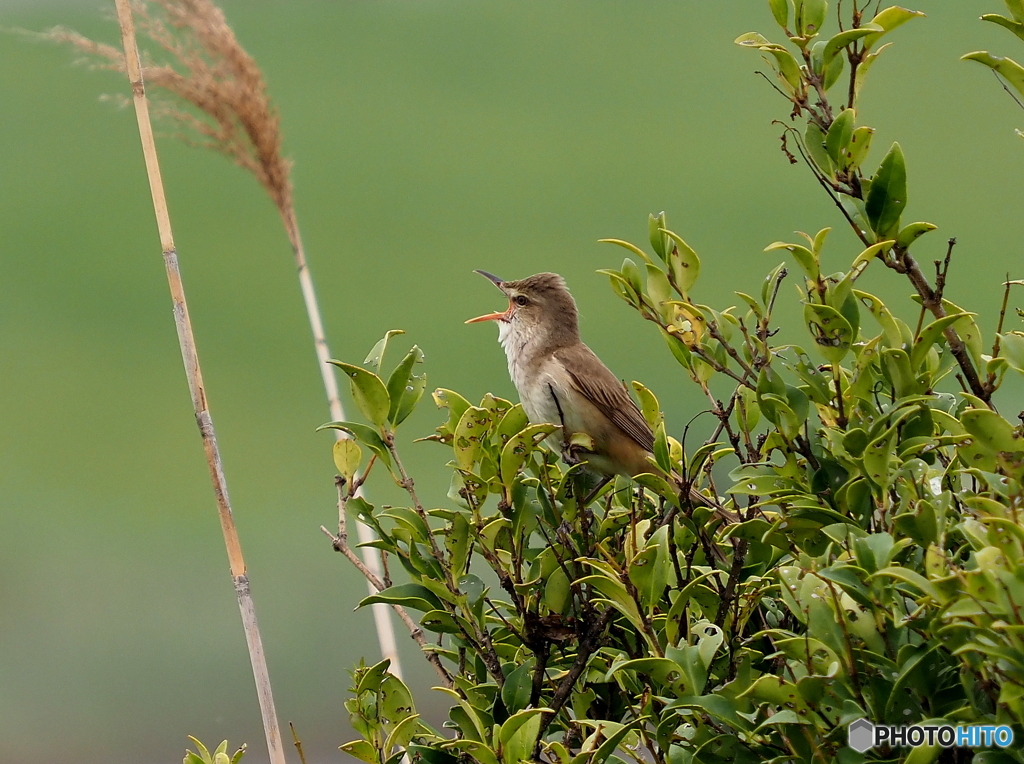 オオヨシキリ91