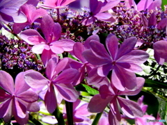 紫陽花14