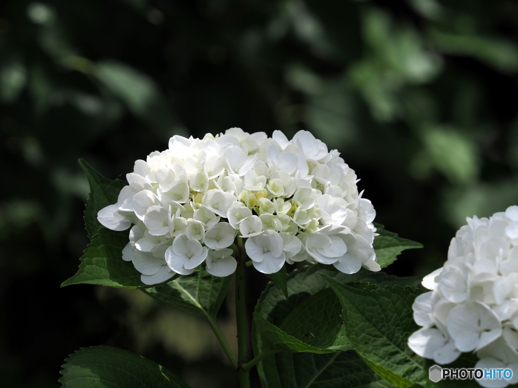 紫陽花23-11