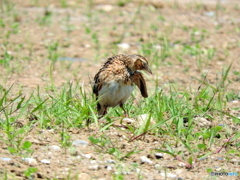 ヒバリ16