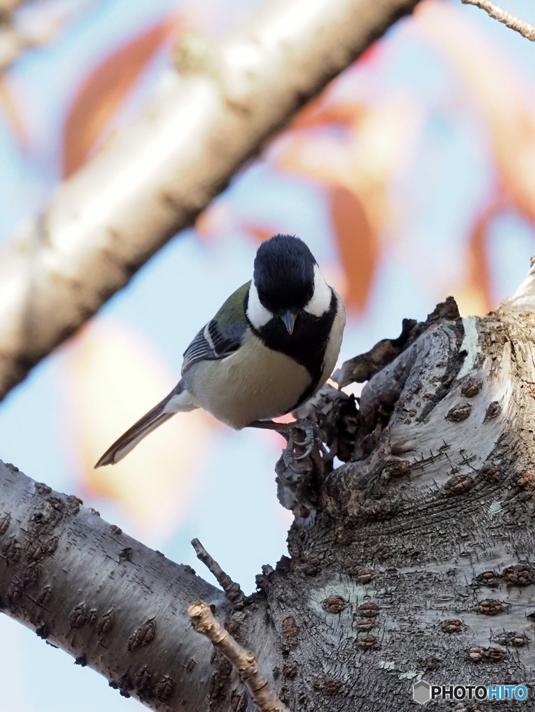 シジュウカラ403