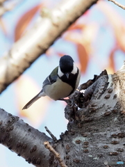 シジュウカラ403