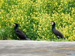 菜の花とカワウ