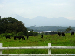 牧場の朝