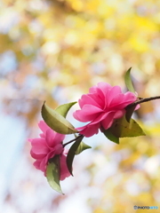 山茶花23-①