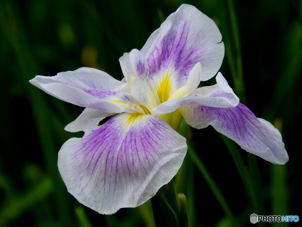 花菖蒲03