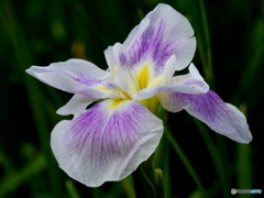 花菖蒲03