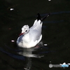 ユリカモメ53
