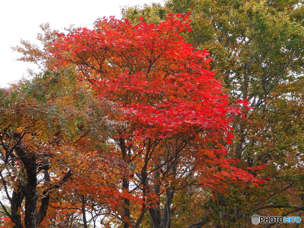 紅葉20-①