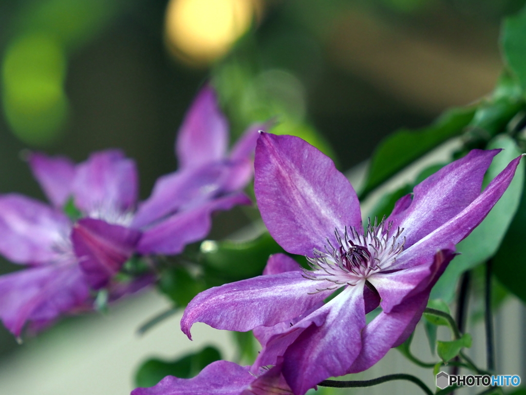 クレマチス23-②