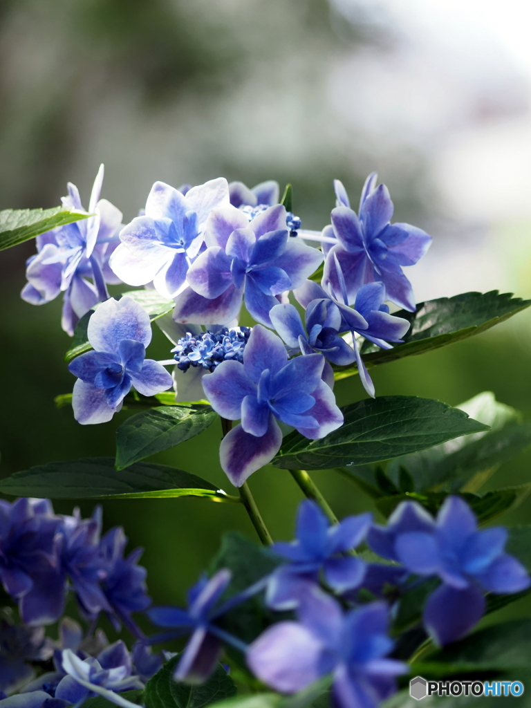 紫陽花24-18