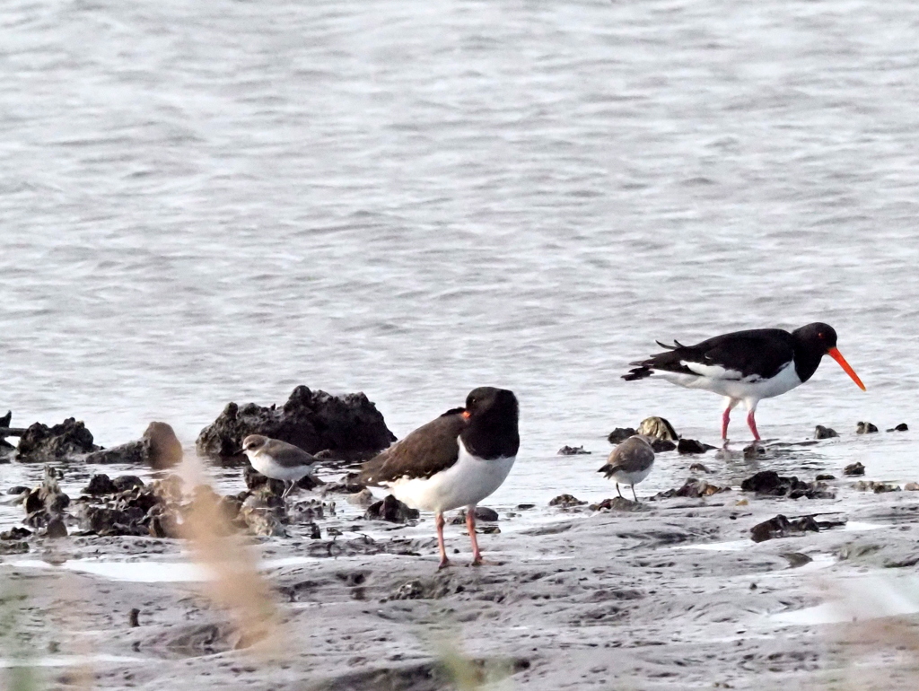 ミヤコドリ・シロチドリ