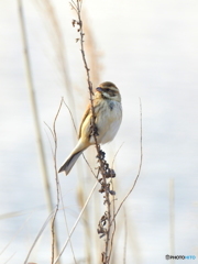 オオジュリン93