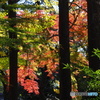 紅葉21-16
