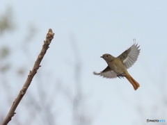 ジョウビタキ365