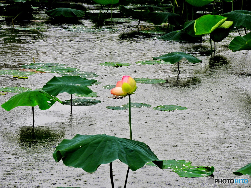 蓮②