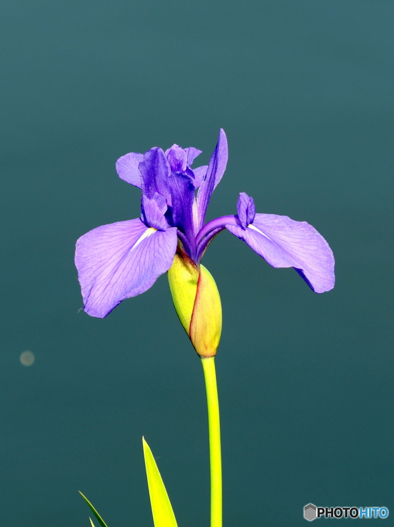 カキツバタ21-①