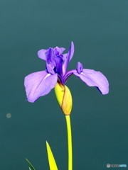 カキツバタ21-①