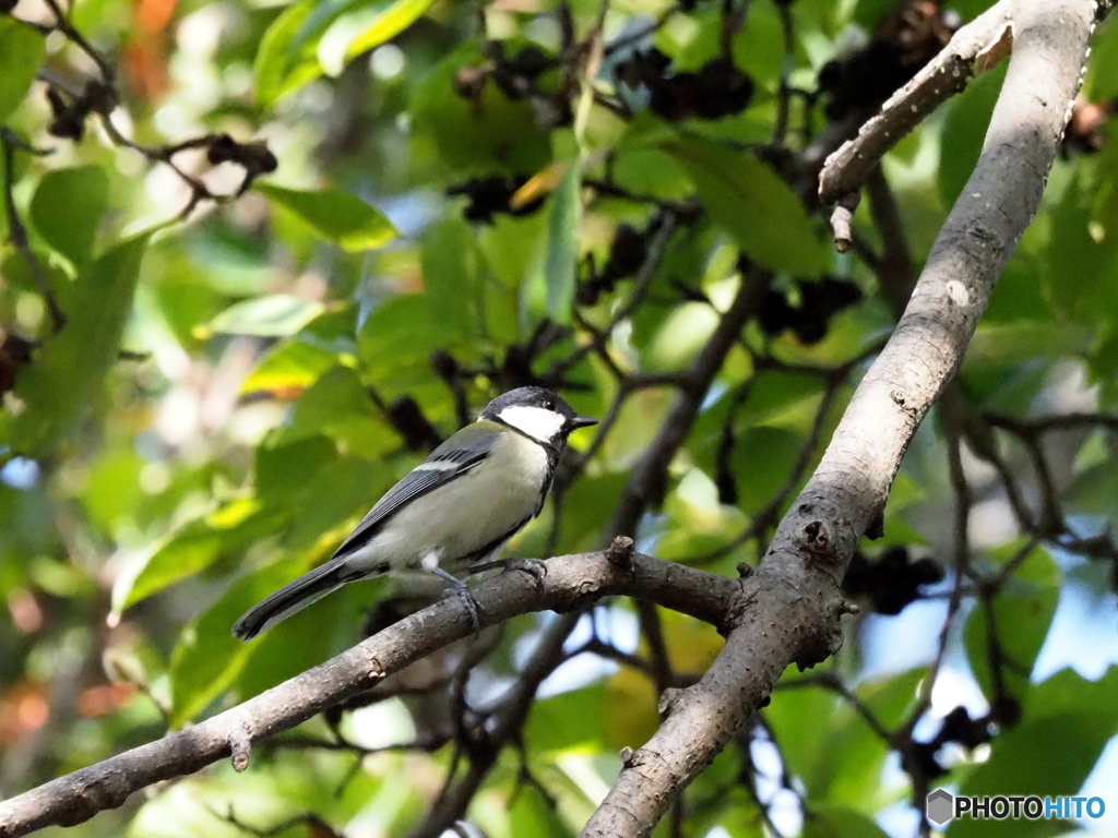シジュウカラ335