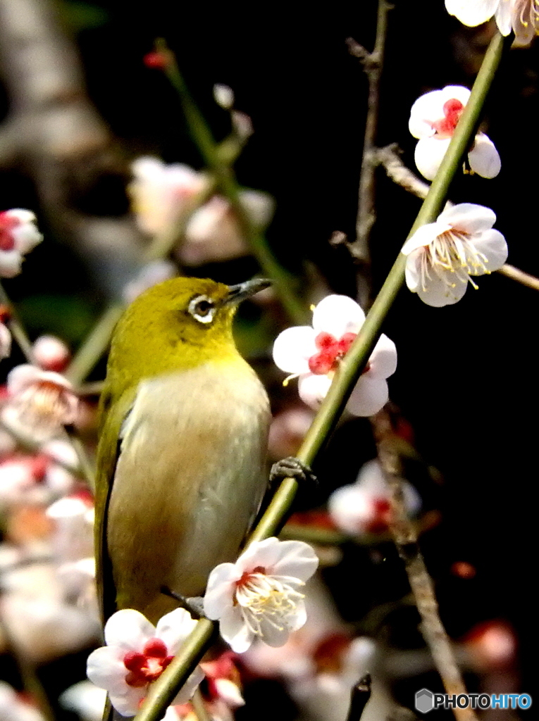 春メジロ38