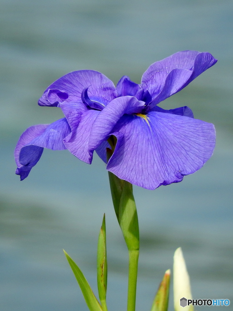 花菖蒲12