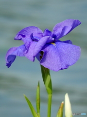 花菖蒲12