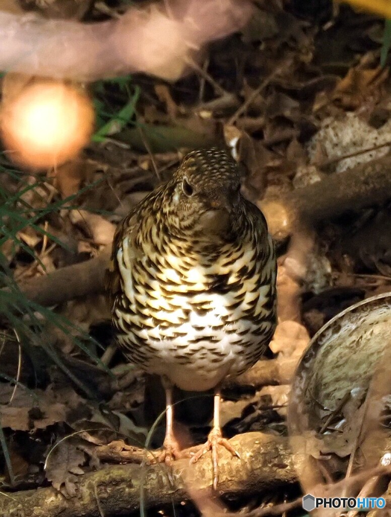 トラツグミ31