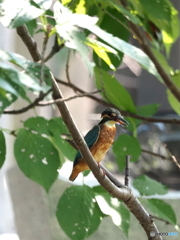カワセミ541
