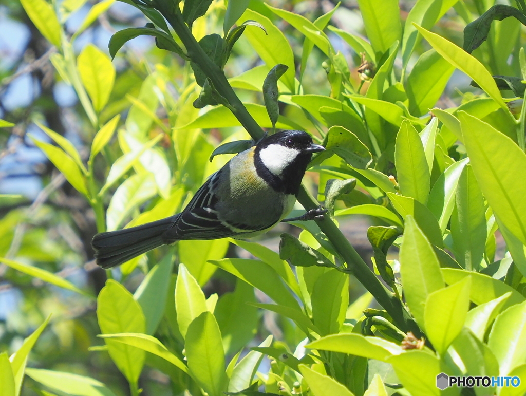 シジュウカラ316