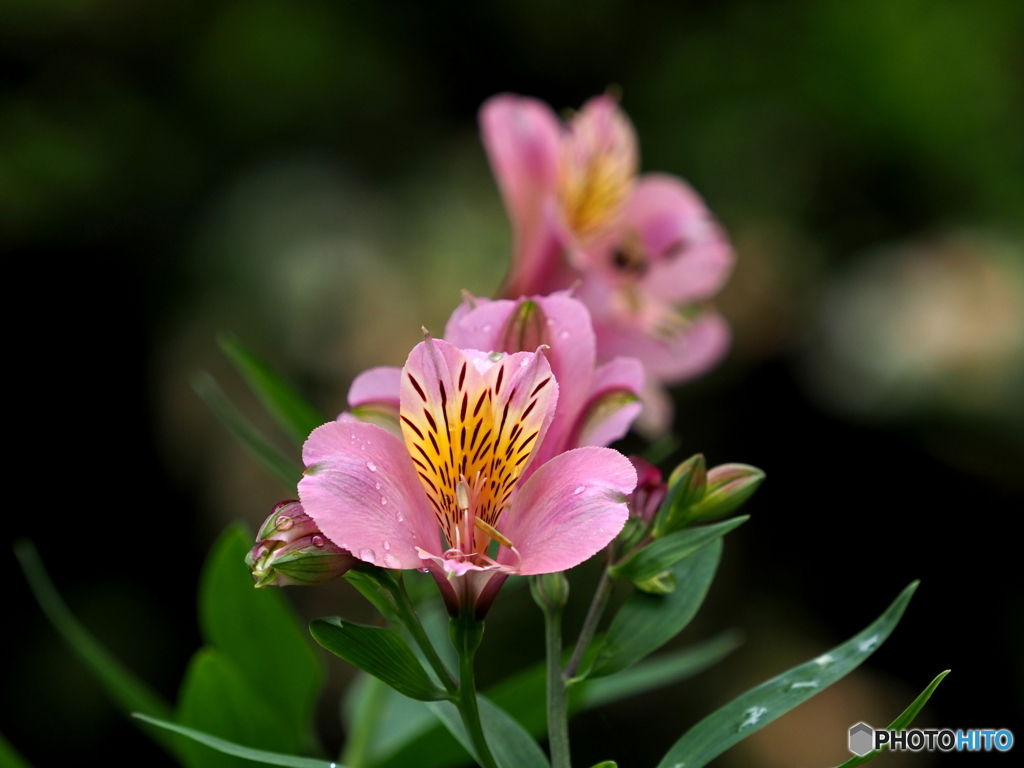 アルストロメリア22-①