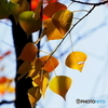 紅葉22-⑦
