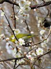 春メジロ24