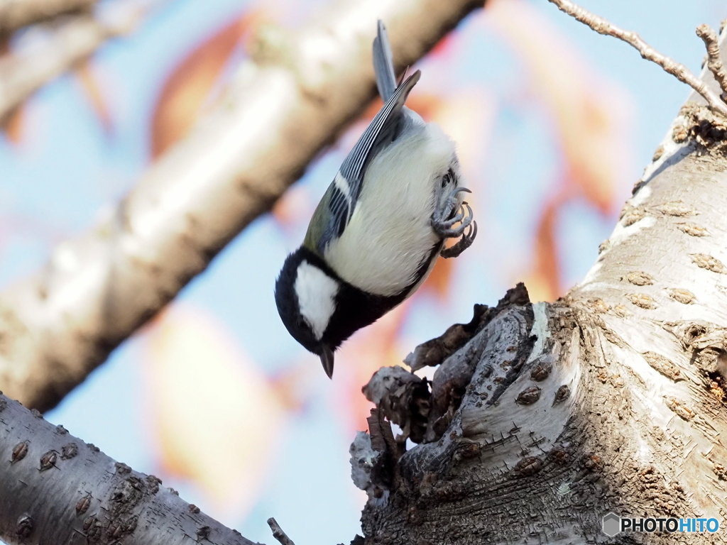 シジュウカラ404