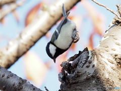 シジュウカラ404