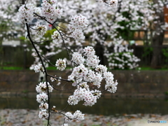 桜24-⑦