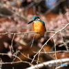 カワセミ579