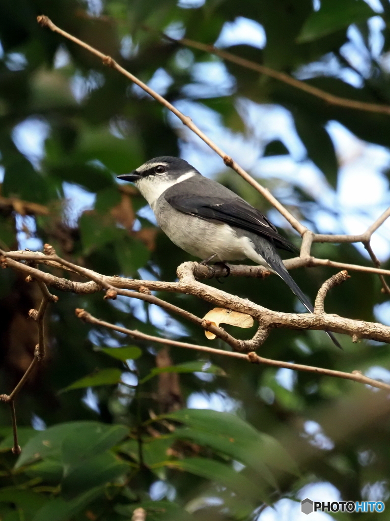 リュウキュウサンショウクイ11
