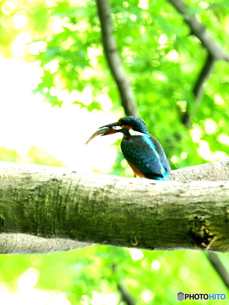 カワセミ528