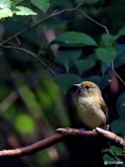 キビタキ10
