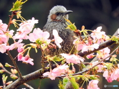 春ヒヨドリ02