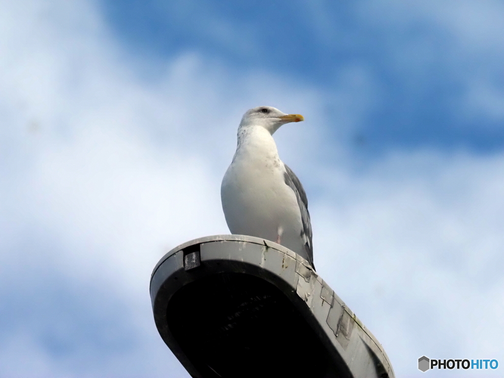 セグロカモメ08