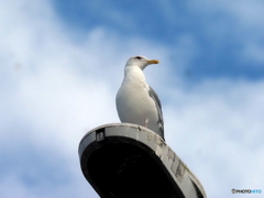 セグロカモメ08