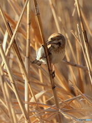 オオジュリン232