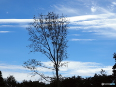 雲20-①