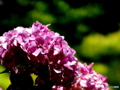 紫陽花09
